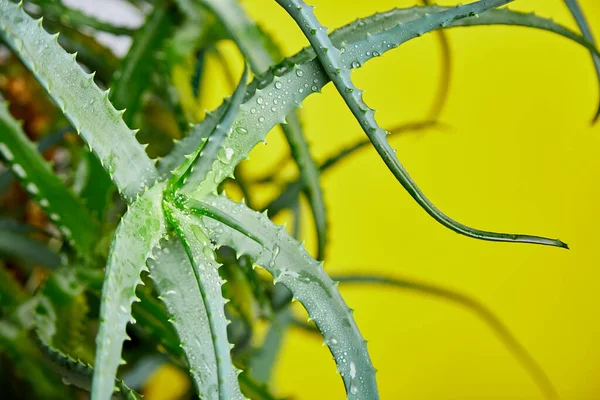 Aloe Vera Una Planta Medicinal Popular Para Salud Belleza Sobre —  Fotos de Stock