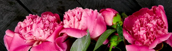 Banner Hermosas Flores Peonía Rosa Sobre Fondo Negro Copiar Espacio —  Fotos de Stock