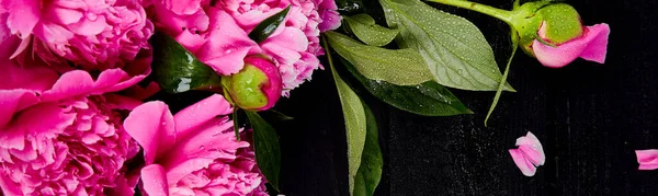 Banner Hermosas Flores Peonía Rosa Sobre Fondo Negro Copiar Espacio —  Fotos de Stock