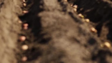 Bahçede Garden Tiller 'la çalışan bir adam. Bahçe dümeni çalışıyor, kapatın. Baharda traktör tarlası olan bir adam. Modern tarım, teknoloji tarımı.