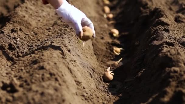 Kvinnans Hand Planterar Potatisknölar Marken Tidiga Vårförberedelser Inför Trädgårdssäsongen Potatisfrön — Stockvideo