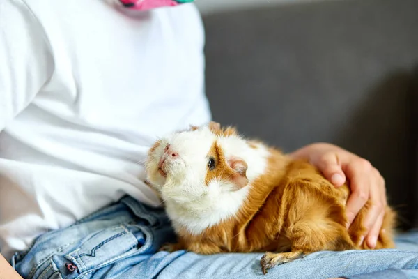 Little girl in mask playing with red guinea pig, cavy at home at sofa while in quarantine. Child with her pet friend. Coronavirus stay at home, stay safe relax concept. Isolation at home to prevent virus epidemic.