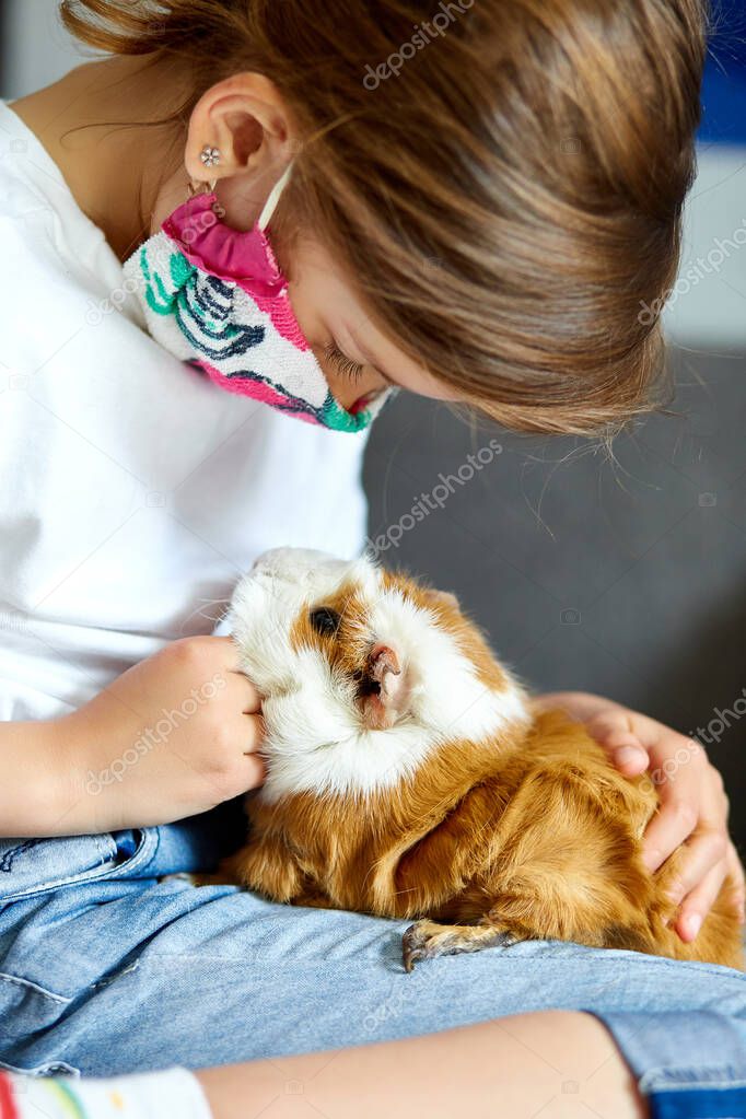Little girl in mask playing with red guinea pig, cavy at home at sofa while in quarantine. Child with her pet friend. Coronavirus stay at home, stay safe relax concept. Isolation at home to prevent virus epidemic.