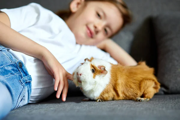 Chica Con Conejillo Indias Cavy Quédate Cuarentena Tiempo Niño Casa —  Fotos de Stock