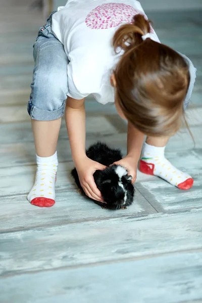 Gyerek Játszik Tengerimalac Marad Karantén Ideje Gyerek Otthon Lány Vigyáz — Stock Fotó