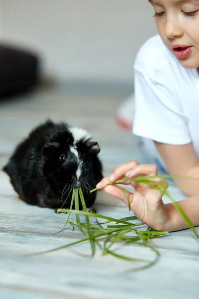 Klein Meisje Dat Een Zwart Cavia Houdt Voedt Huisdier Kinderen — Stockfoto