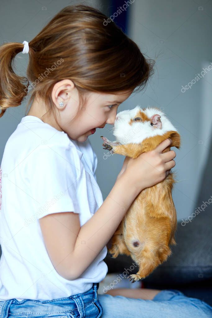 Child playing with guinea pig, stay quarantine time kid home. Girl take care of pets. Schooler kid petting cavy. Pet rodents. Trip to zoo or farm.