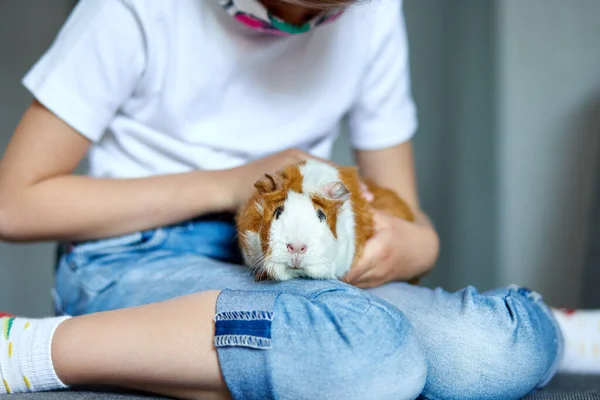 Menina Máscara Brincando Com Cobaia Vermelha Cavy Casa Sofá Enquanto — Fotografia de Stock