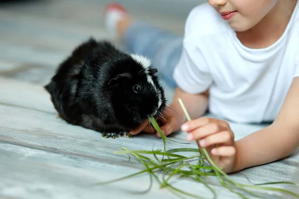 Niña Sosteniendo Alimentando Conejillo Indias Negro Animal Doméstico Los Niños — Foto de Stock
