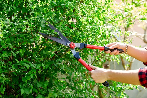 Man hands cuts branches of bushes with hand pruning scissors. Gardener trimming and landscaping green bushes. Concept of caring and beauty for the garden. Gardener trimming plants, topiary work.
