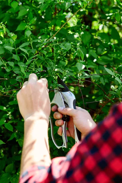Man Hands Cuts Branches Bushes Hand Pruning Scissors Gardener Trimming — Stock Photo, Image