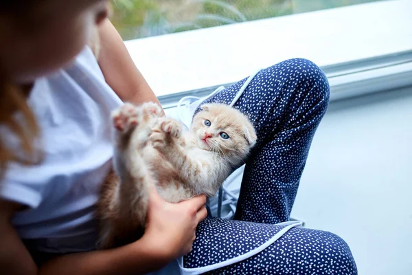 Dziewczynka Bawi Się Brytyjskim Kotkiem Domu Przy Oknie Szkocki Kotek — Zdjęcie stockowe