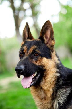 Parktaki çimlerin üzerinde yatan Alman çoban köpeği. Safkan bir köpeğin portresi. Kameraya bakıyorum. Alman çoban köpeği çimlerin üzerinde, köpek portresi