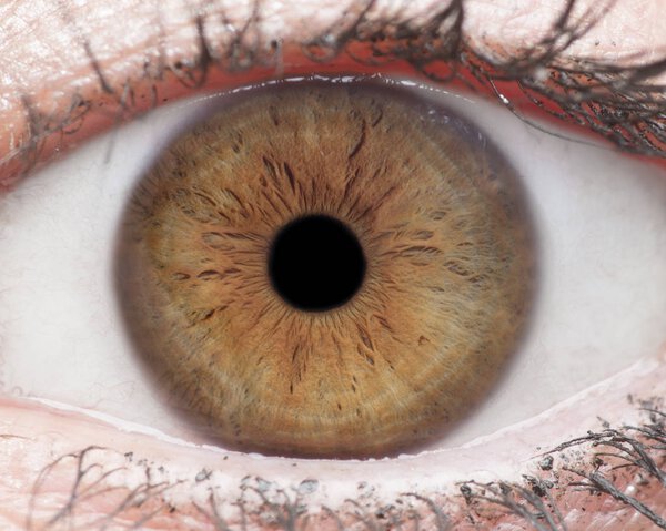 Macro photo of human eye, iris, pupil, eye lashes, eye lids.
