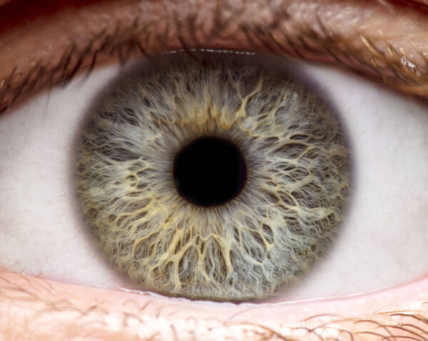Macro photo of human eye, iris, pupil, eye lashes, eye lids.