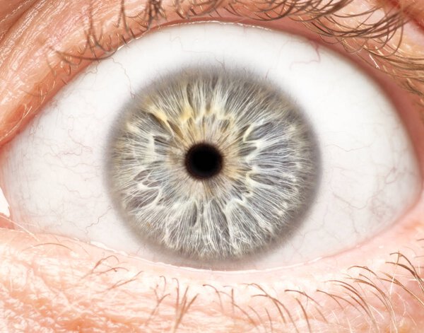 Macro photo of human eye, iris, pupil, eye lashes, eye lids.
