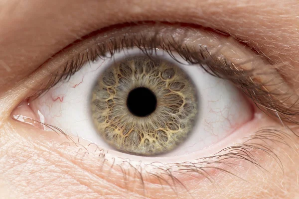 Makroaufnahme Des Menschlichen Auges Der Iris Der Pupille Der Wimpern — Stockfoto