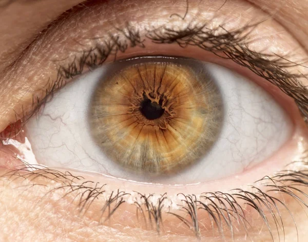 Makroaufnahme Des Menschlichen Auges Der Iris Der Pupille Der Wimpern Stockbild