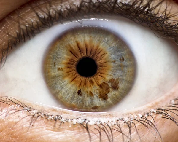Nsan Gözü Iris Göz Göz Kirpikleri Göz Kapaklarının Makro Fotoğraf Stok Fotoğraf