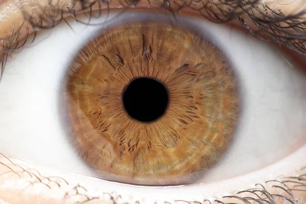 Makroaufnahme Des Menschlichen Auges Der Iris Der Pupille Der Wimpern lizenzfreie Stockfotos