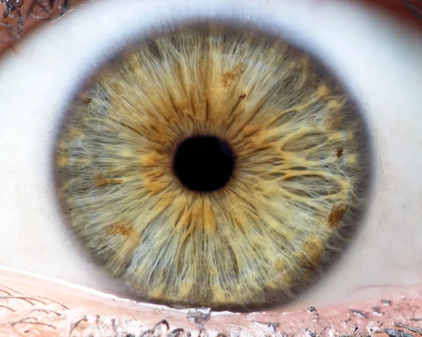 Makroaufnahme Des Menschlichen Auges Der Iris Der Pupille Der Wimpern lizenzfreie Stockfotos