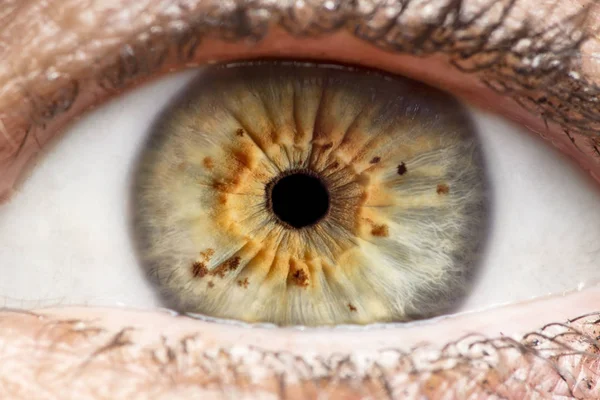 Makroaufnahme Des Menschlichen Auges Der Iris Der Pupille Der Wimpern Stockbild