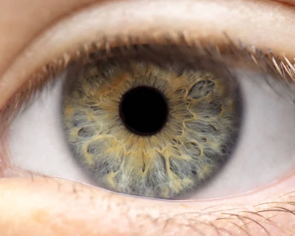 Makroaufnahme Des Menschlichen Auges Der Iris Der Pupille Der Wimpern Stockfoto