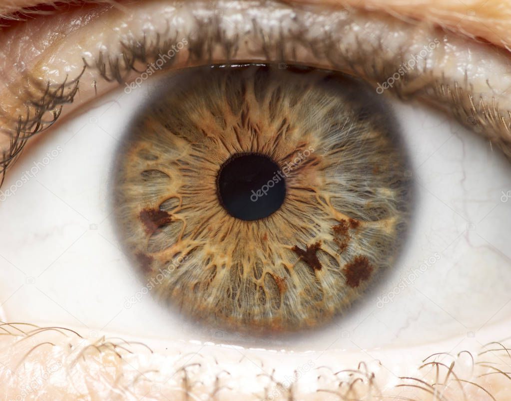 Macro photo of human eye, iris, pupil, eye lashes, eye lids.