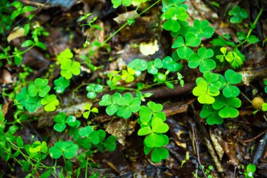 Yeşil yonca yağmur üstüne yağmur.