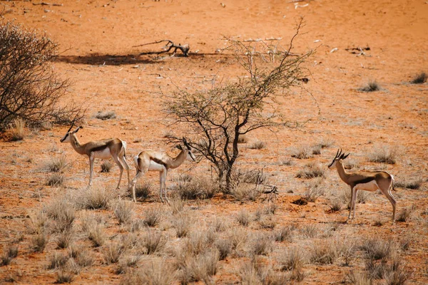 Tres gacelas en el desierto con arena roja — Foto de Stock