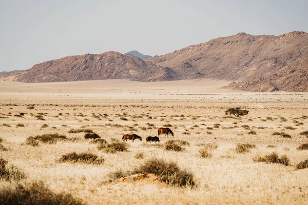 Wilde paarden op zoek naar water, zwerven rond in Namibië — Stockfoto