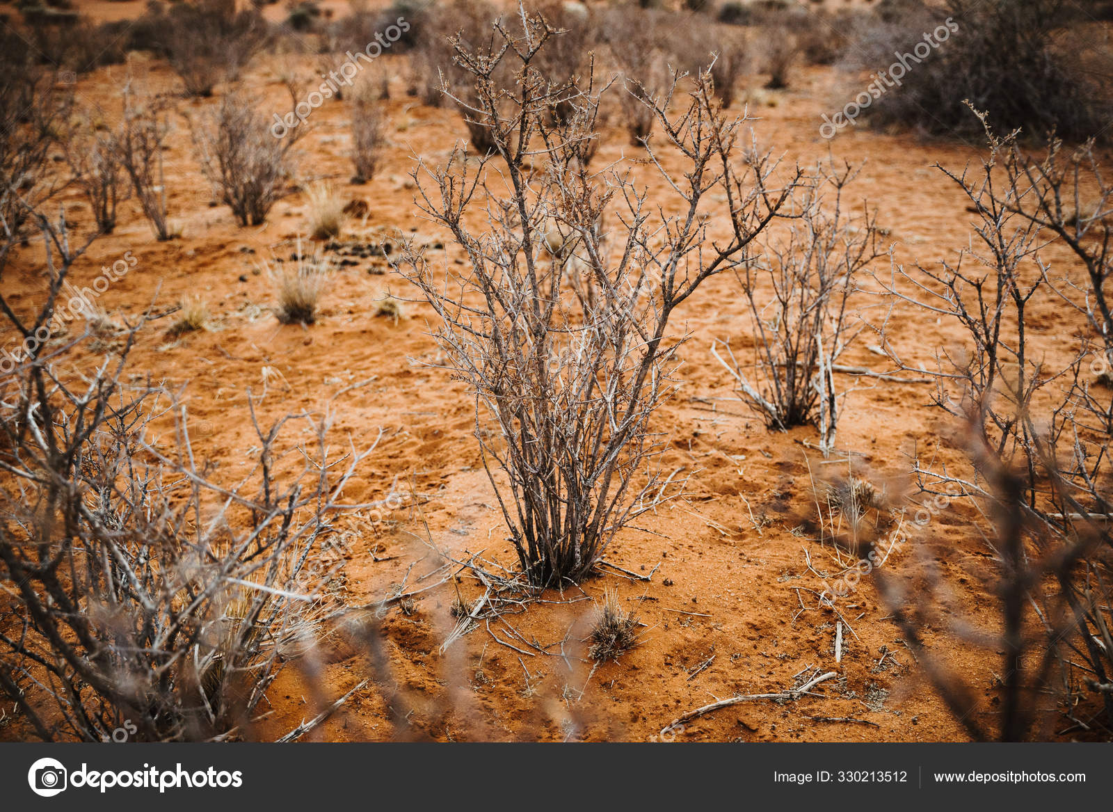 Shrubbery Brushwood In The Desert With Red Sand Stock Photo Image By C Whatslove