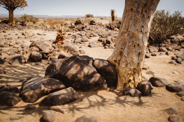 Ağacın dibi, ya da aloe ikilemi, Keetmanshoop, Namibya
