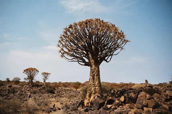 Le carquois, ou dichotoma d'aloès, Keetmanshoop, Namibie — Photo