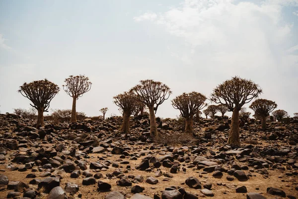 Titreme ağaç veya aloe dichotoma, Keetmanshoop, Namibya — Stok fotoğraf