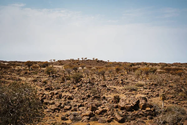 Groothoekige panorama-opname met trillende bomen, of aloe dichotoma, Keetmanshoop, Namibië — Stockfoto