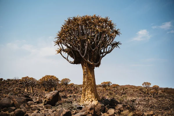 Titreme ağaç veya aloe dichotoma, Keetmanshoop, Namibya — Stok fotoğraf