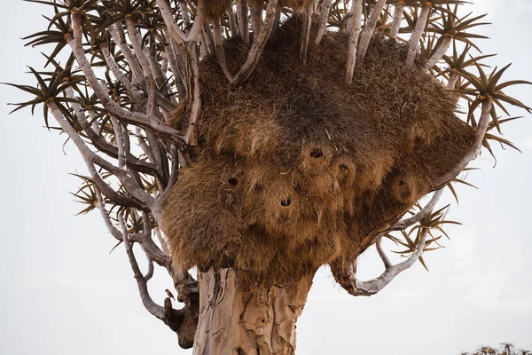 Foto de Árbol del carcaj con gran nido de aves tejedoras sociales en África —  Fotos de Stock