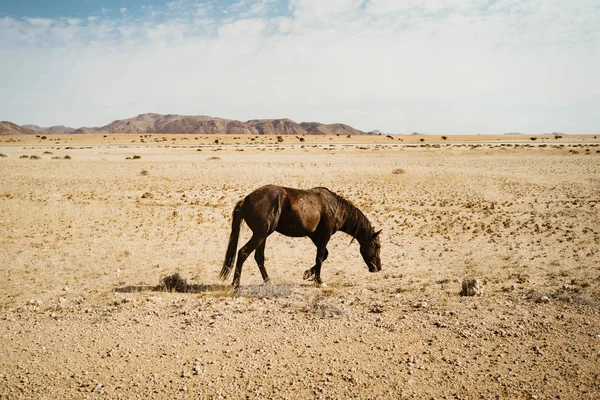 Eenzame wilde paarden in de betoverende kleurrijke Namibische woestijn — Stockfoto