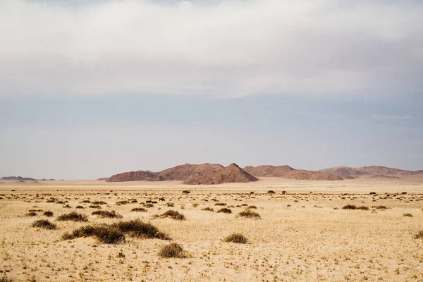 Dzikie konie walczące na pustyni Namib, Aus, Namibia — Zdjęcie stockowe