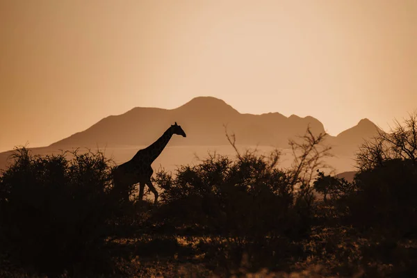 African Giraffe at sunrise between trees and mountains in background