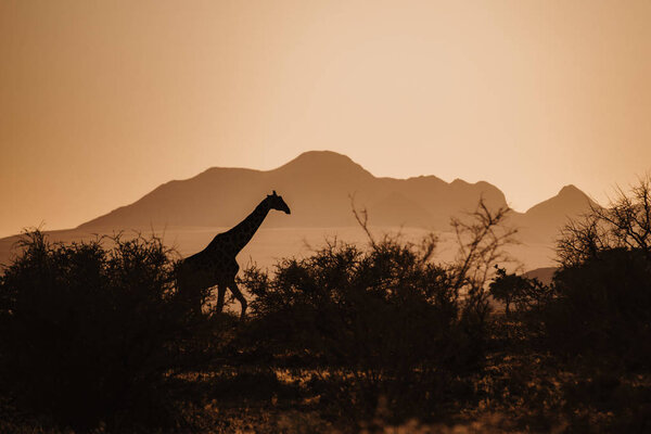 Silhouette of African Giraffe at sunrise between trees and mountains in background