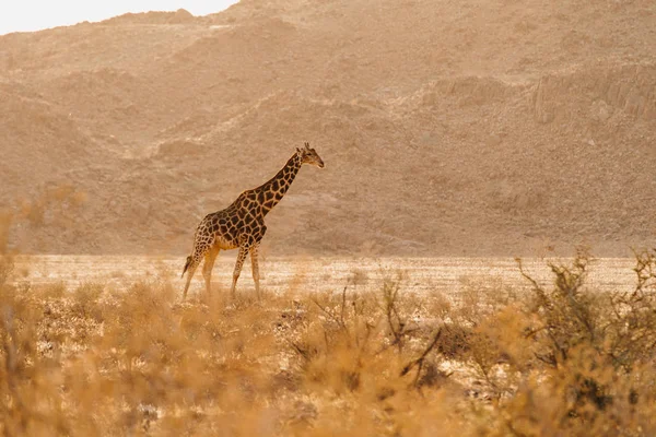 纳米比亚野生的长颈鹿幼崽 — 图库照片