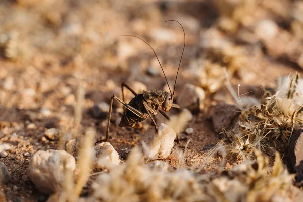 Makro foto av stora cricket i öknen i Afrika — Stockfoto