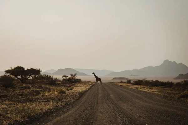 Giraffe crossing the street in Namibia, Africa — 스톡 사진