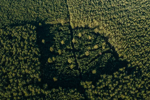 Drohnenaufnahme des waldes von grunheide, berlin-brandenburg, tesla giga factory — Stockfoto