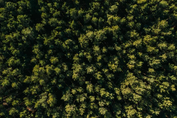 Luftbild von Wald Natur Bäume — Stockfoto