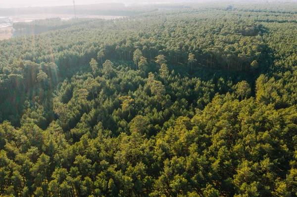 Luftbild von Wald Natur Bäume — Stockfoto