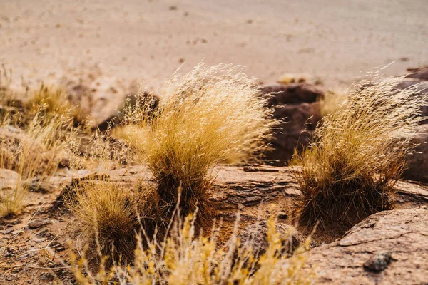 Woestijngras tussen zand en stenen in Afrika — Stockfoto