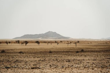 Ay Vadisi ya da Valle De La Luna Kanyonu 'nda aşınmış kumtaşı dikenli panorama